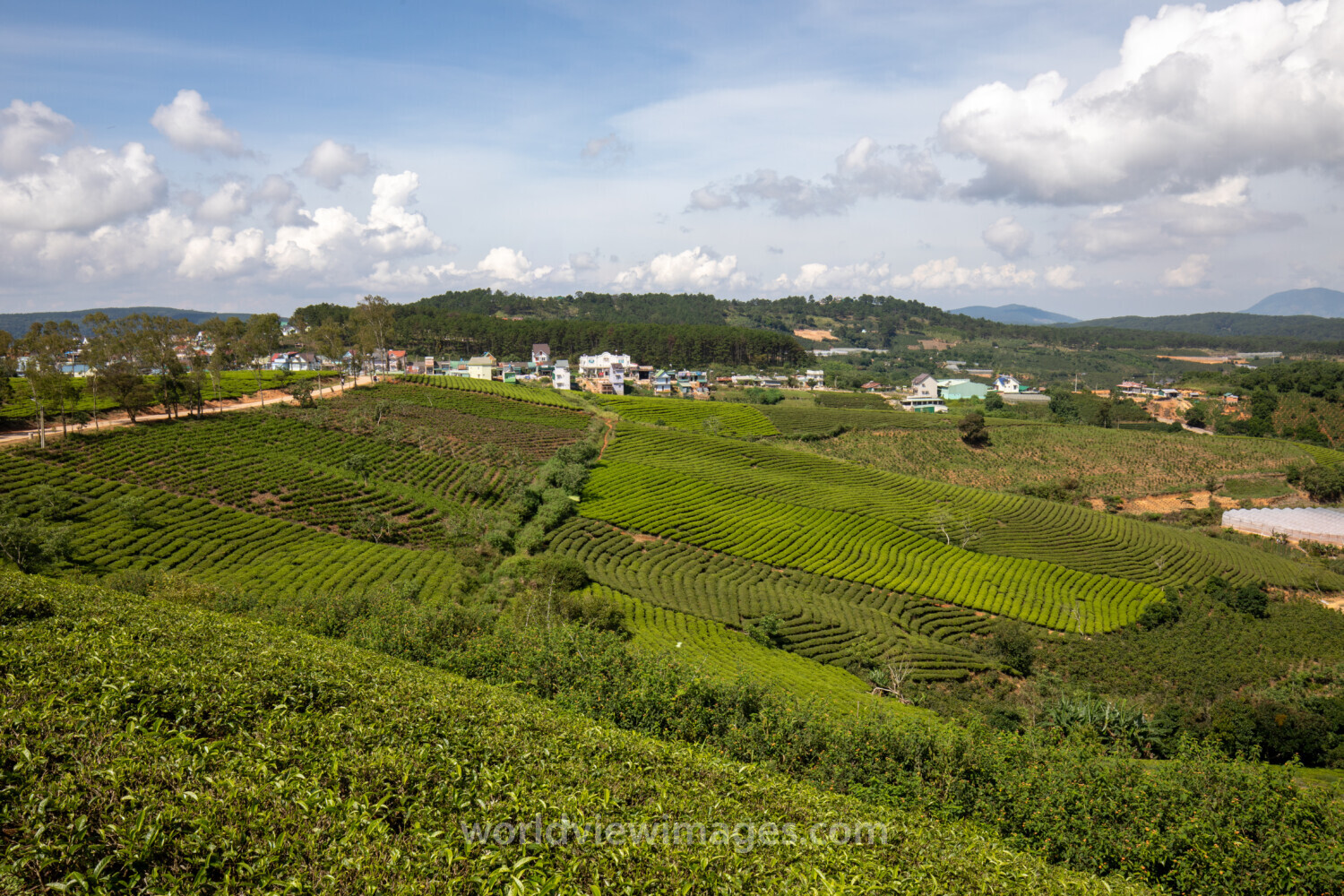 Tea Fields in Vietnam