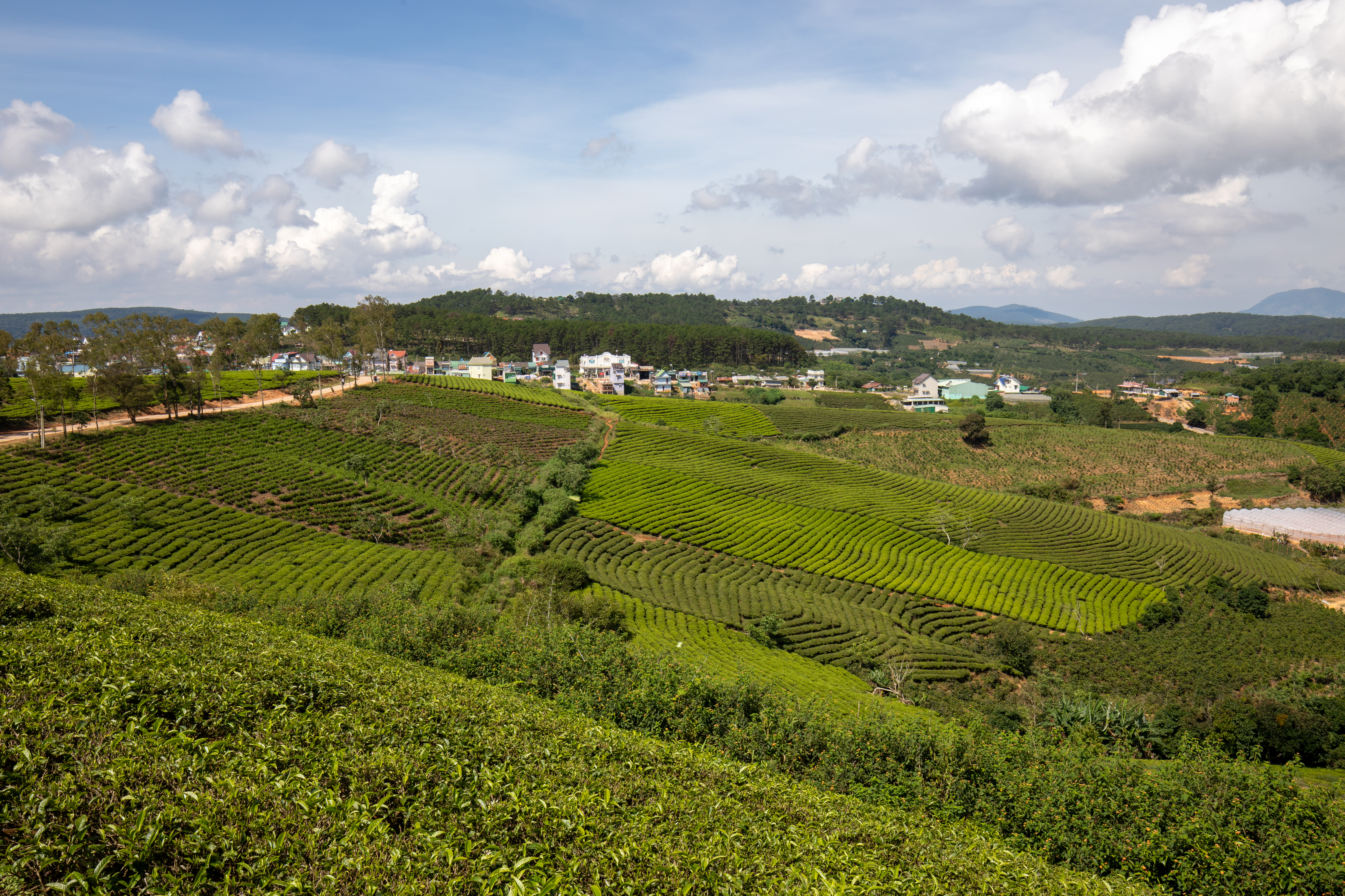 Tea Fields in Vietnam