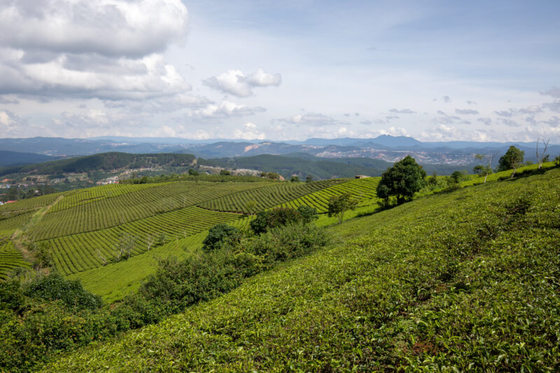 Tea Fields in Vietnam — Agriculture, Field, Highland, Nature, Vietnam