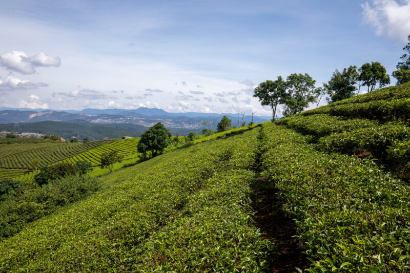 Tea Fields in Vietnam — Agriculture, Complementary Colors, Field, Nature, Vietnam