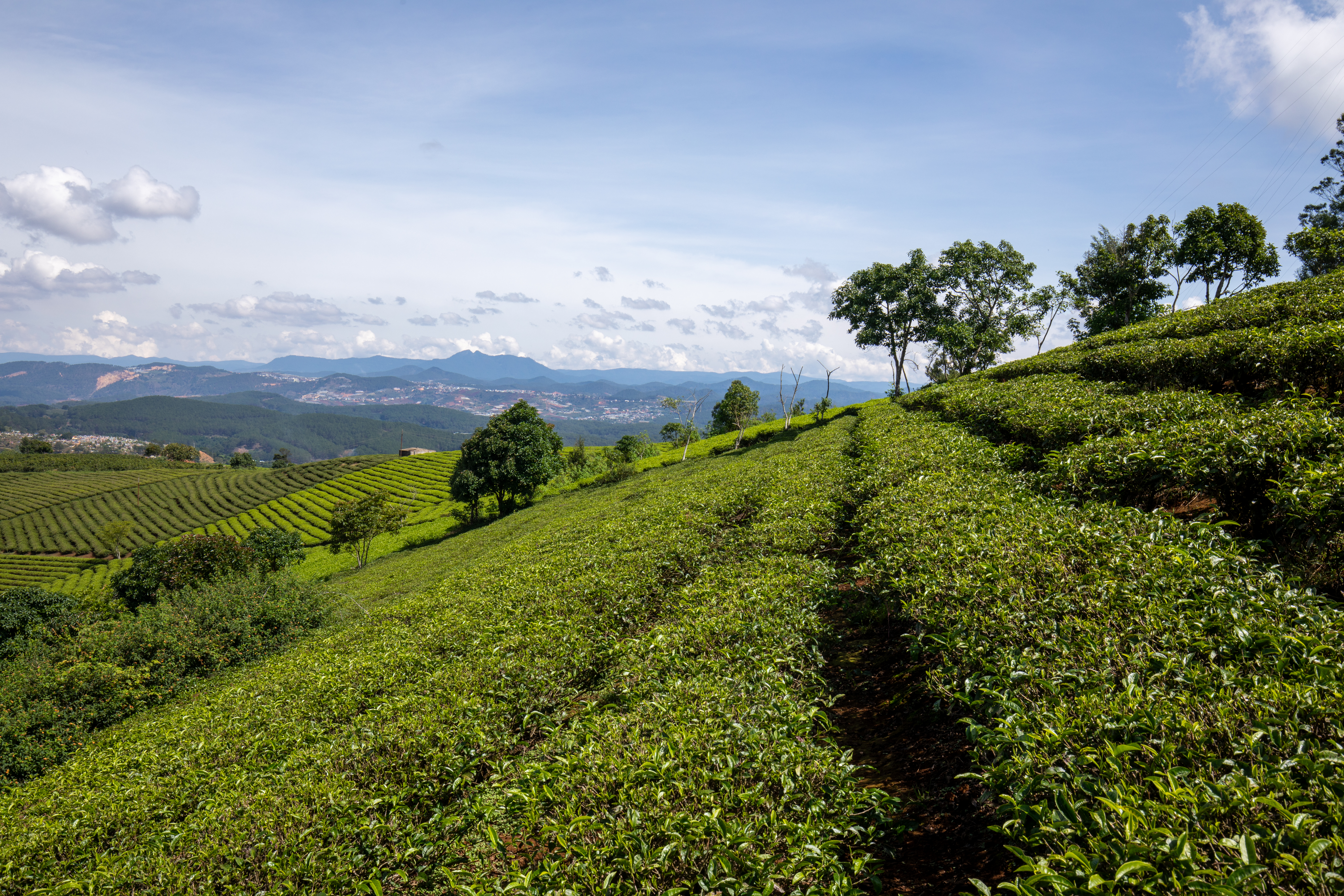 Tea Fields in Vietnam