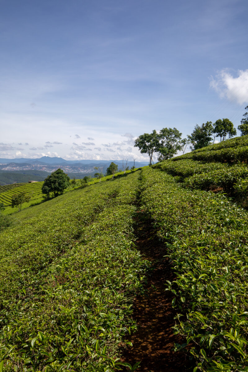 Tea Fields in Vietnam — Agriculture, Complementary Colors, Field, Nature, Vietnam
