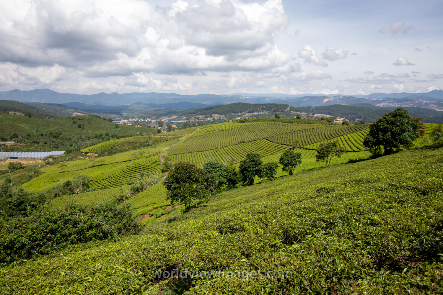 Tea Fields in Vietnam