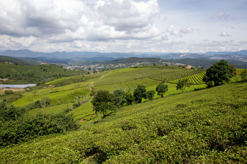 Tea Fields in Vietnam — Agriculture, Field, Highland, Nature, Vietnam