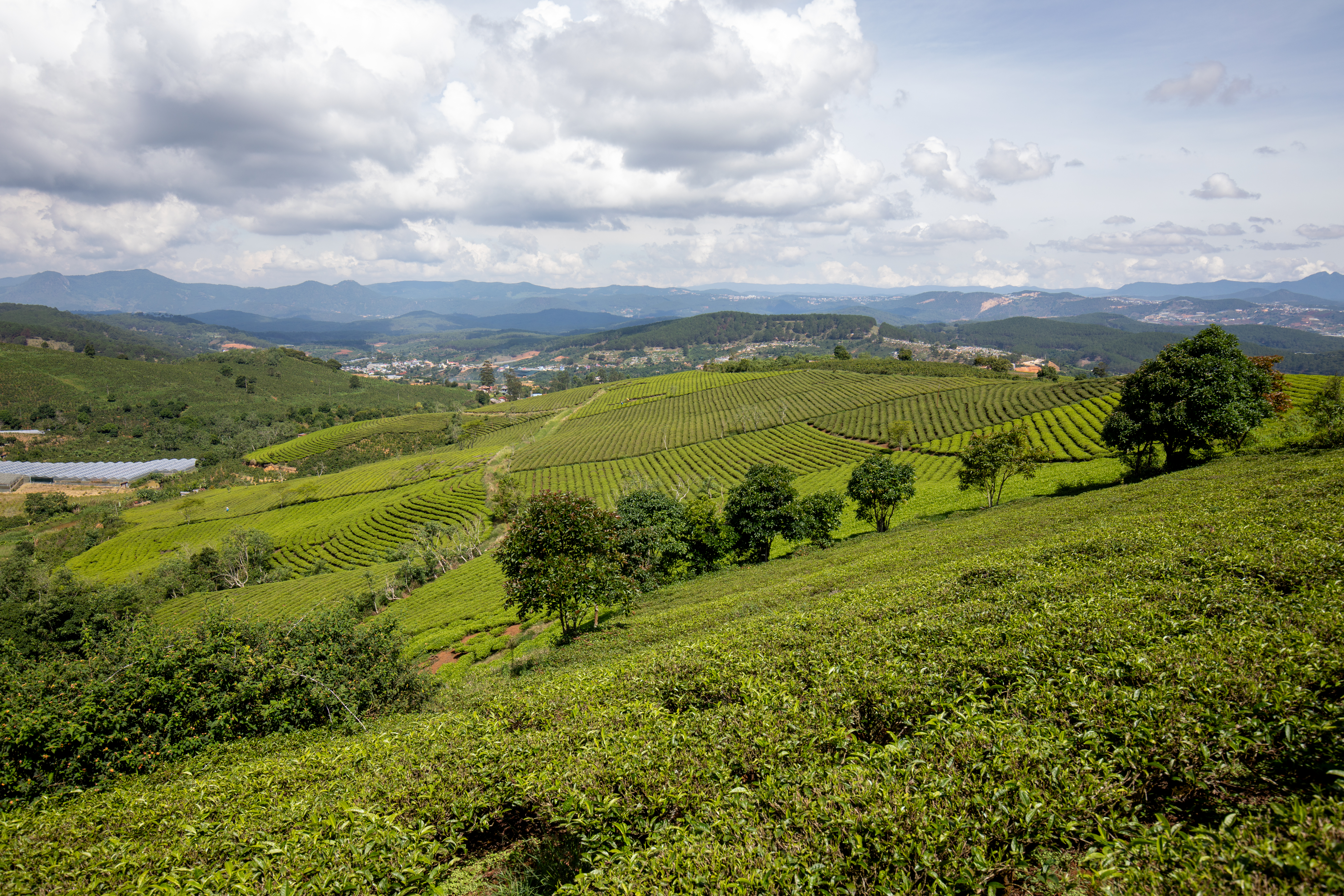 Tea Fields in Vietnam