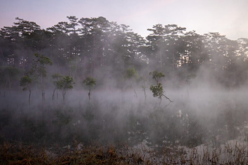 Early Morning on the Lake — Fog and mist rise up from a Lake in Vietnam making a scenic splender with a man in his fishing boat. — Fog, Forest, Nature, Plant...