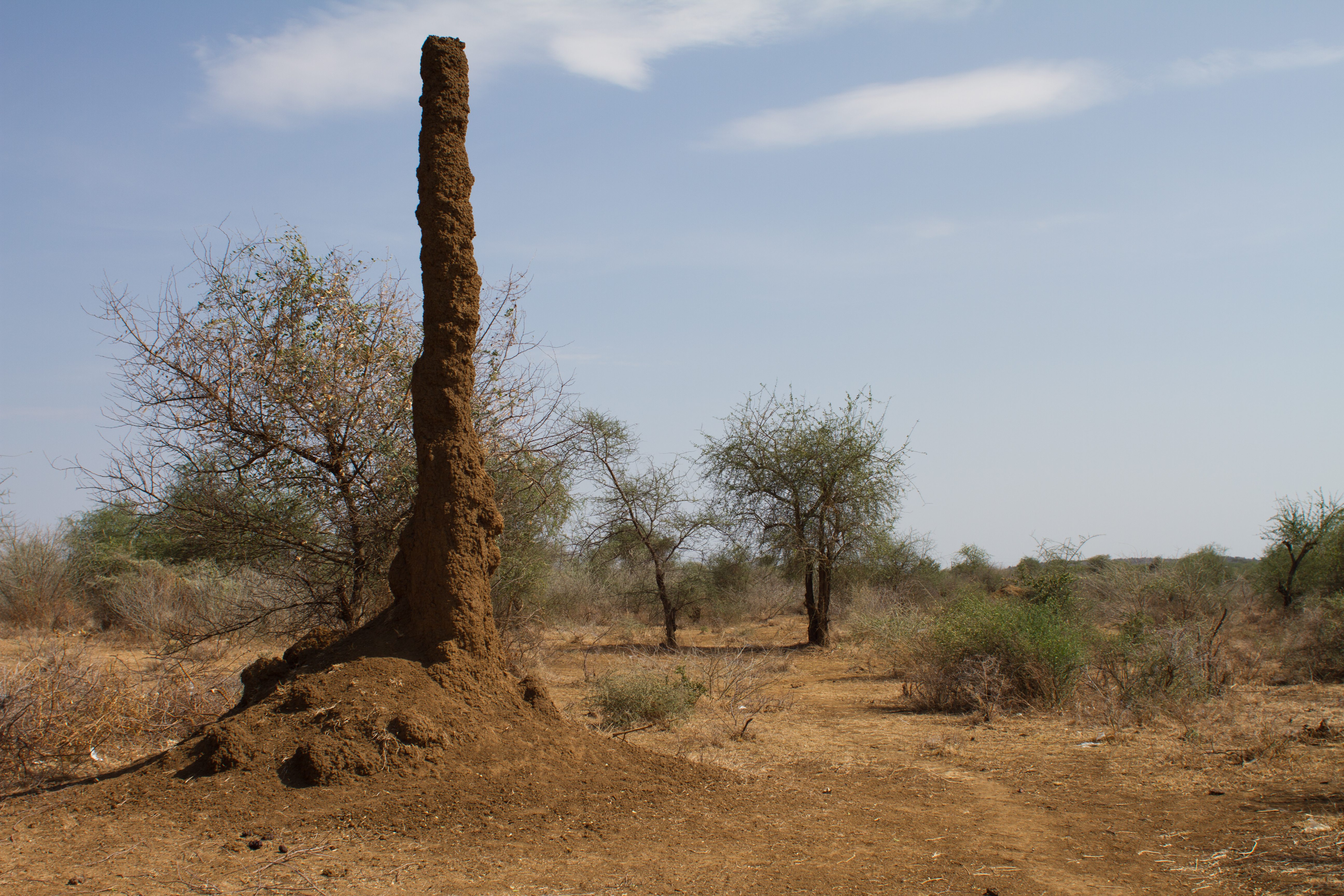 Ant Hill In South Sudan