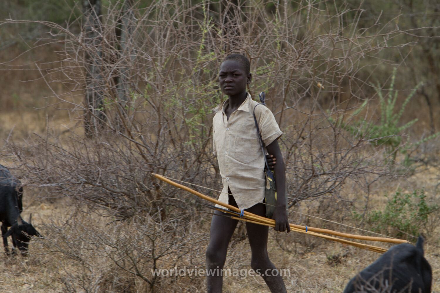 Stock Images of South Sudan – Boy herding goats