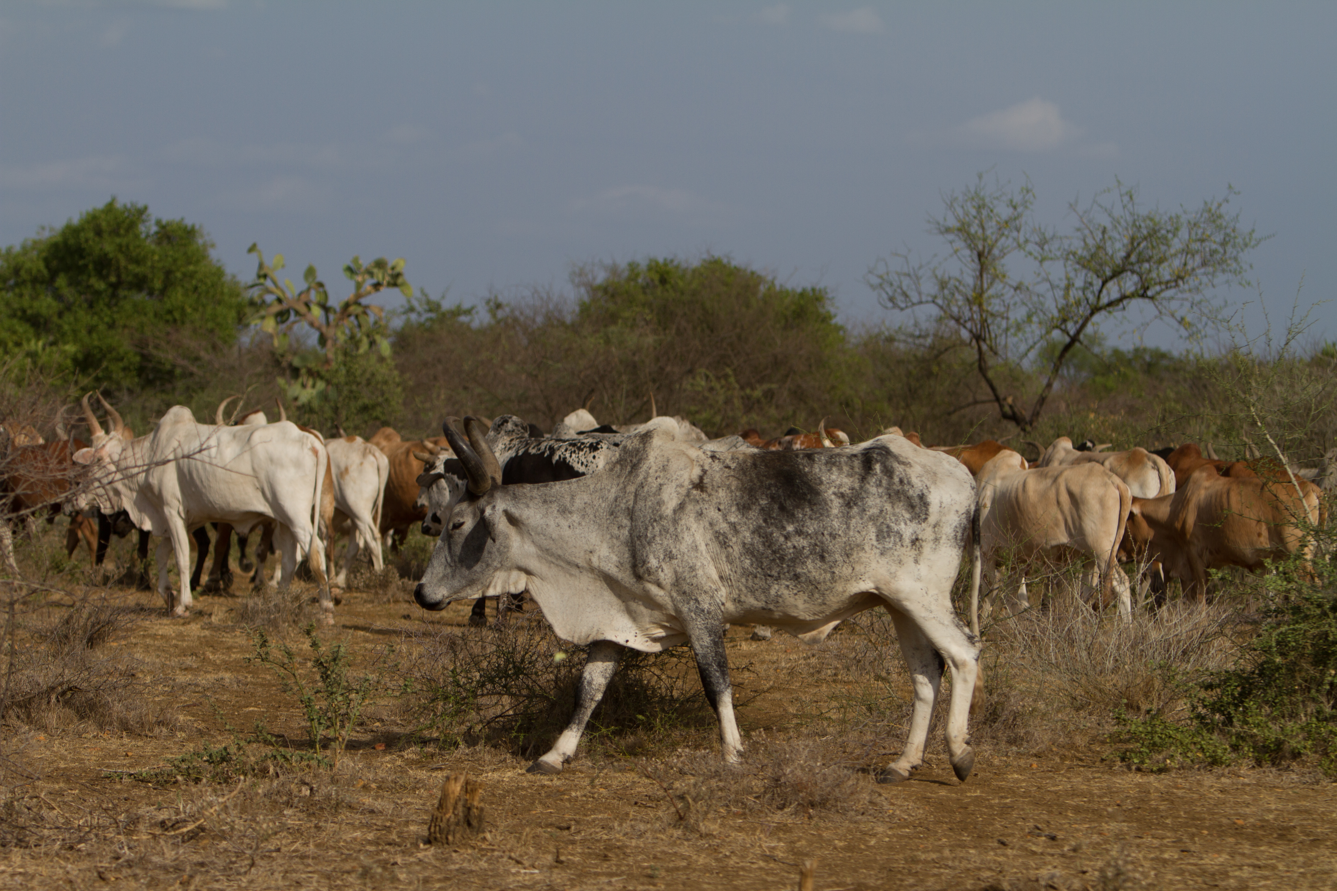 Cattle and their herders in South Sudan