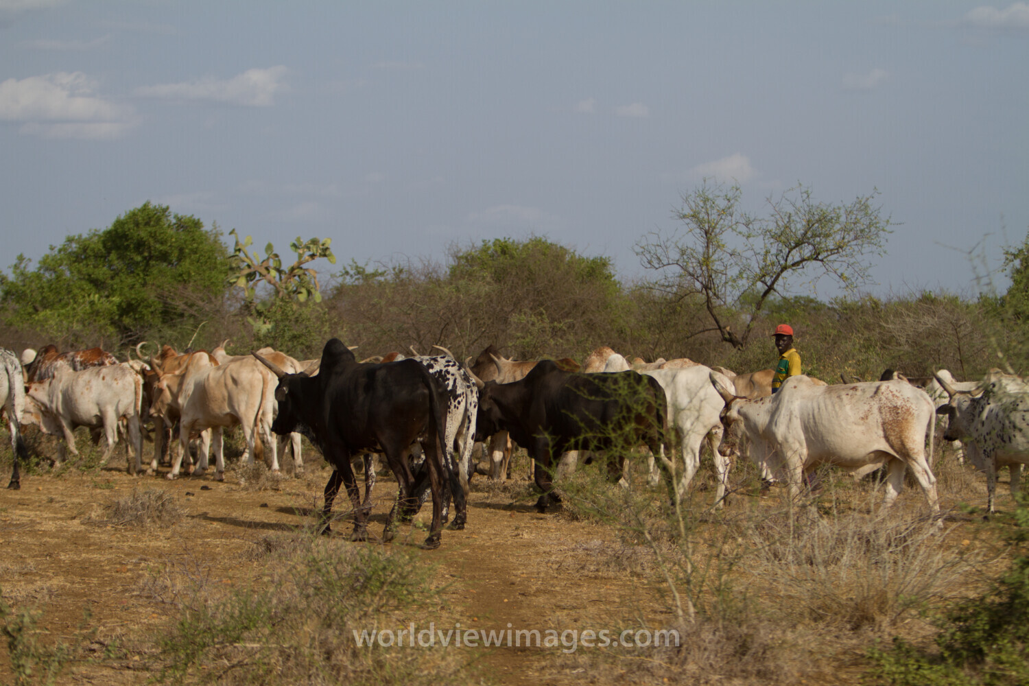 Cattle and their herders in South Sudan