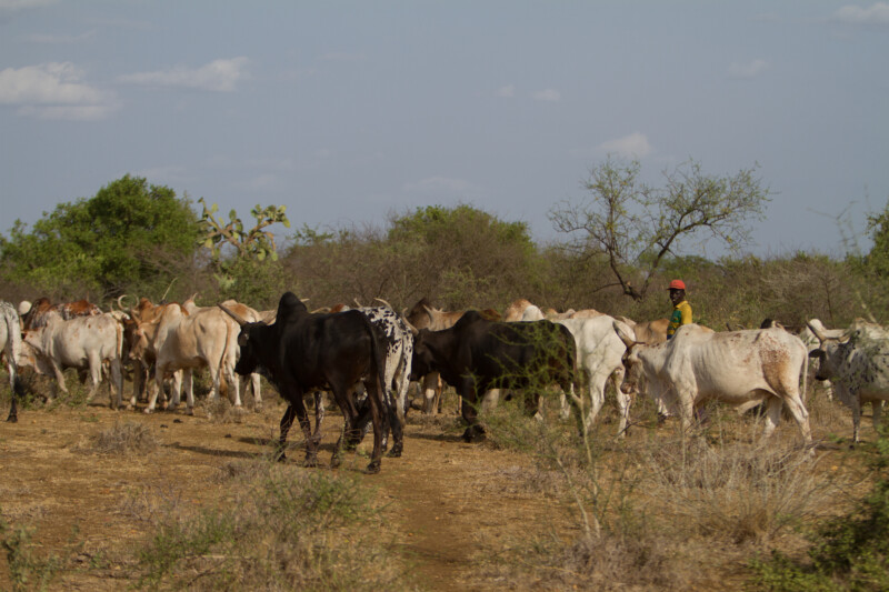 Cattle and their herders in South Sudan