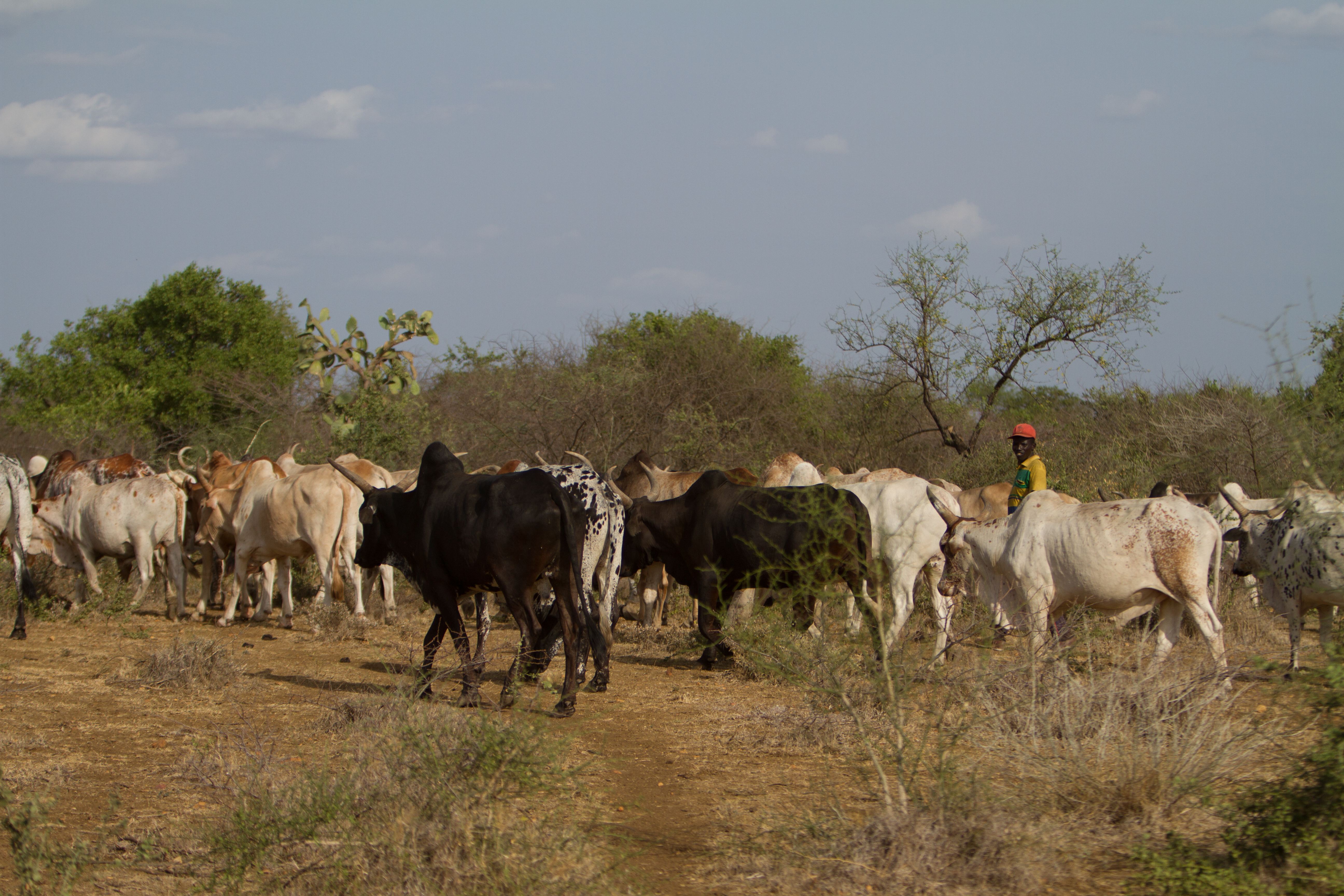 Cattle and their herders in South Sudan