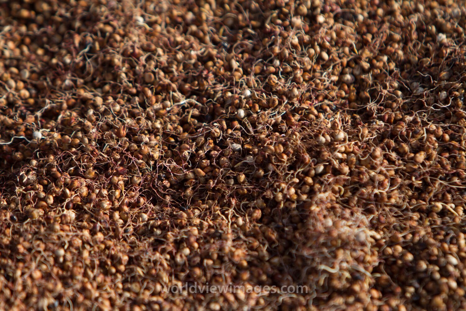 Sorghum Close Up