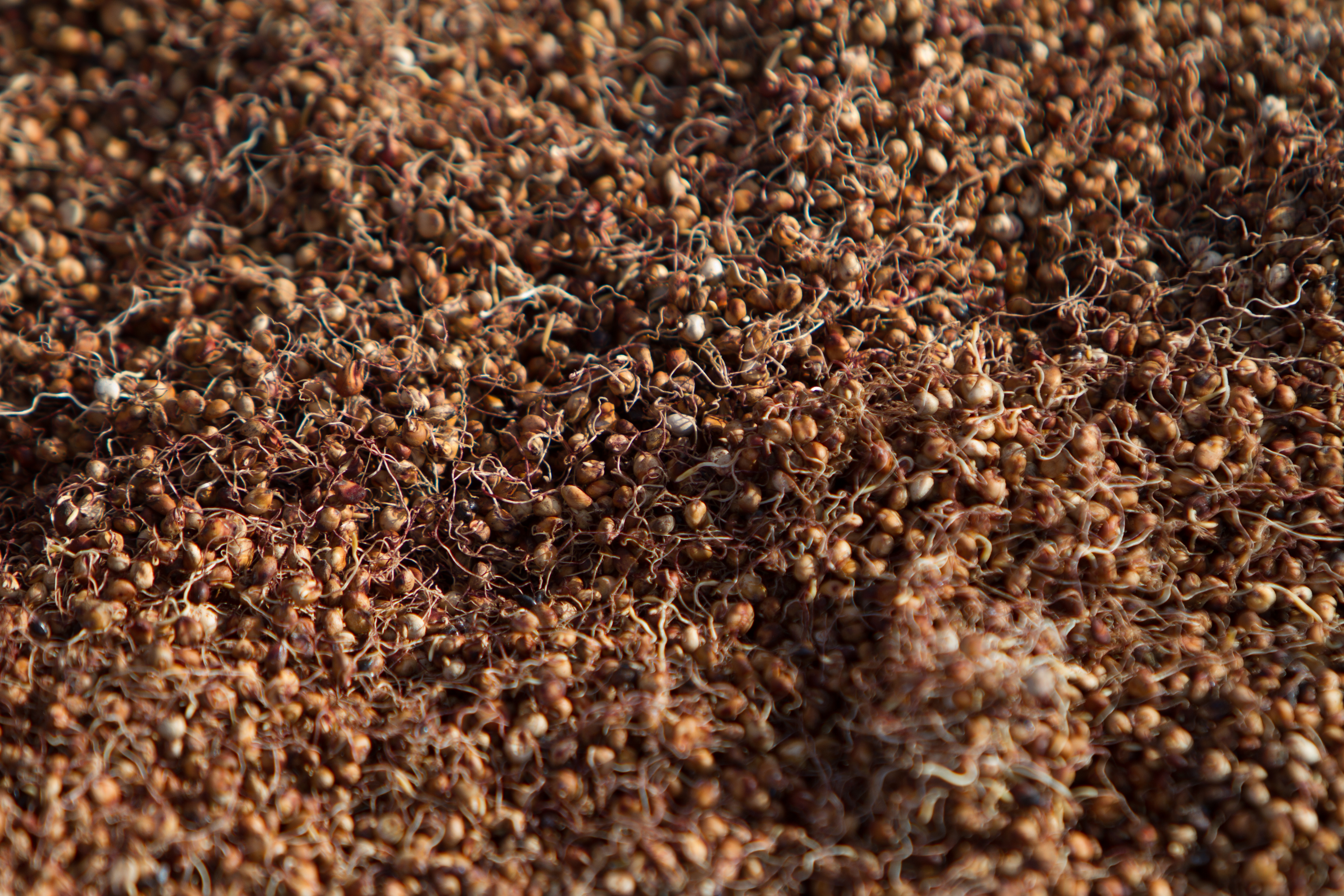 Sorghum Close Up