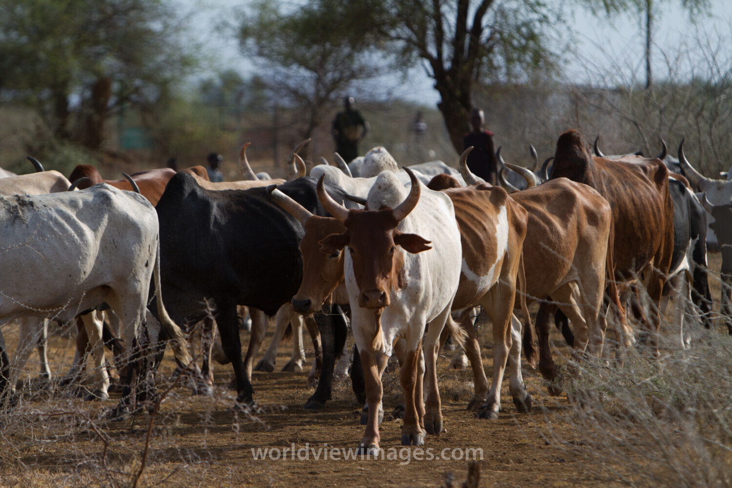 Stock Images of South Sudan – cattle on the move