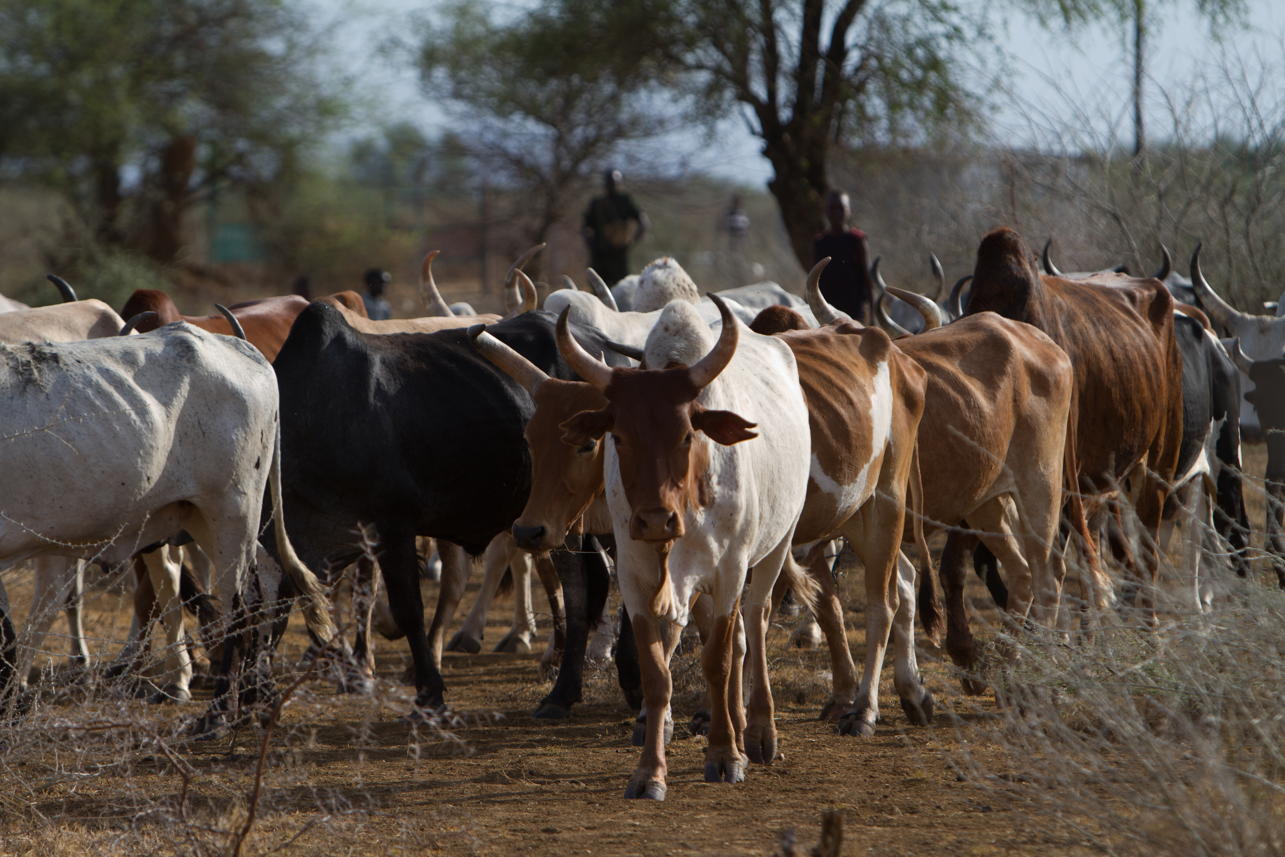 Stock Images of South Sudan – cattle on the move