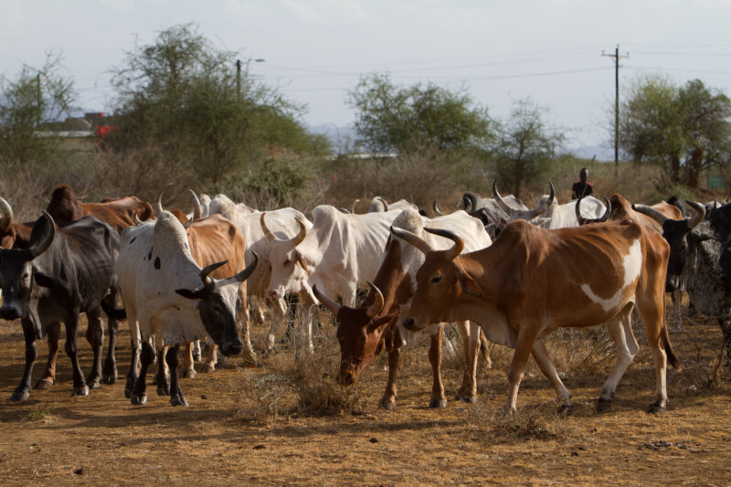 Stock Images of South Sudan – cattle on the move