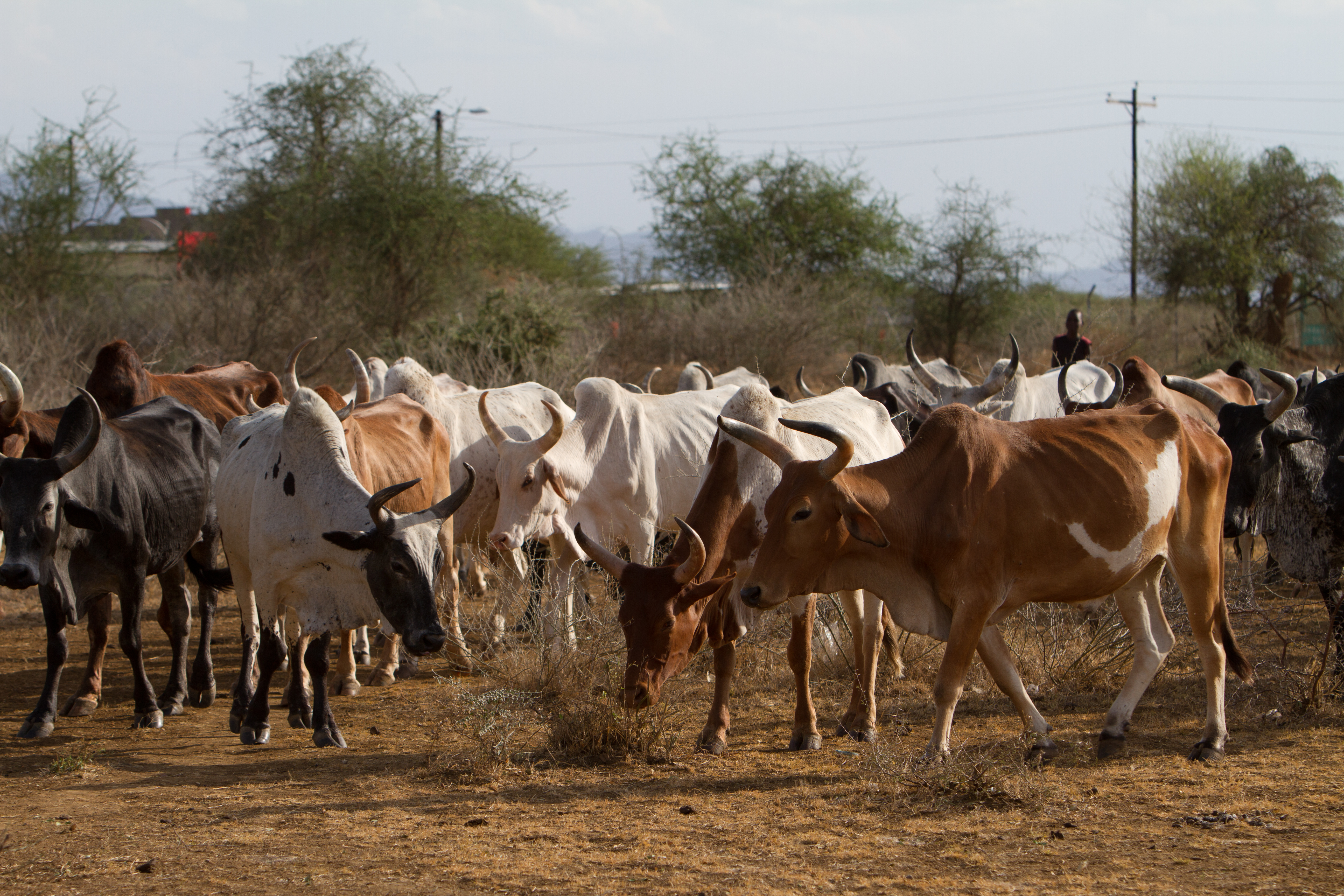 Stock Images of South Sudan – cattle on the move