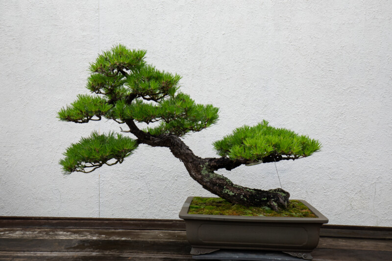 Bonsi — Nature, Plant, Tree, Unsaturated, Wood