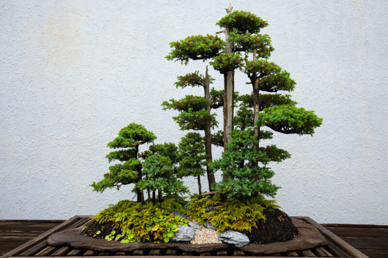 Bonsi — Nature, Plant, Tree, Wood, Washington