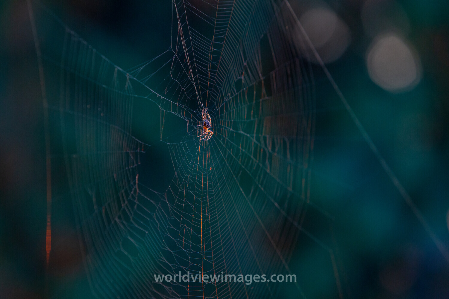 Spider Web
