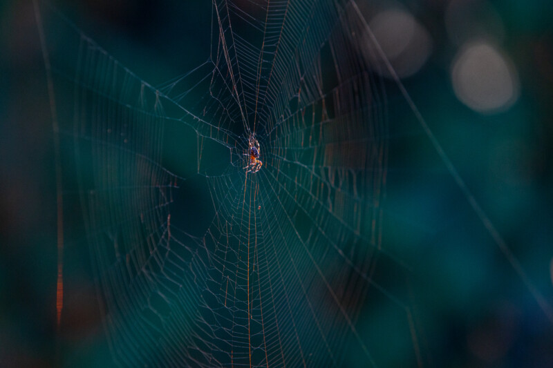Spider Web — Animal, Arthropod, Low Contrast, Spider, Unsaturated