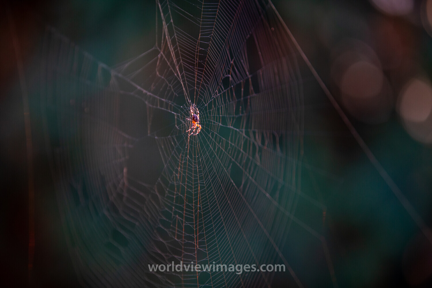 Spider Web