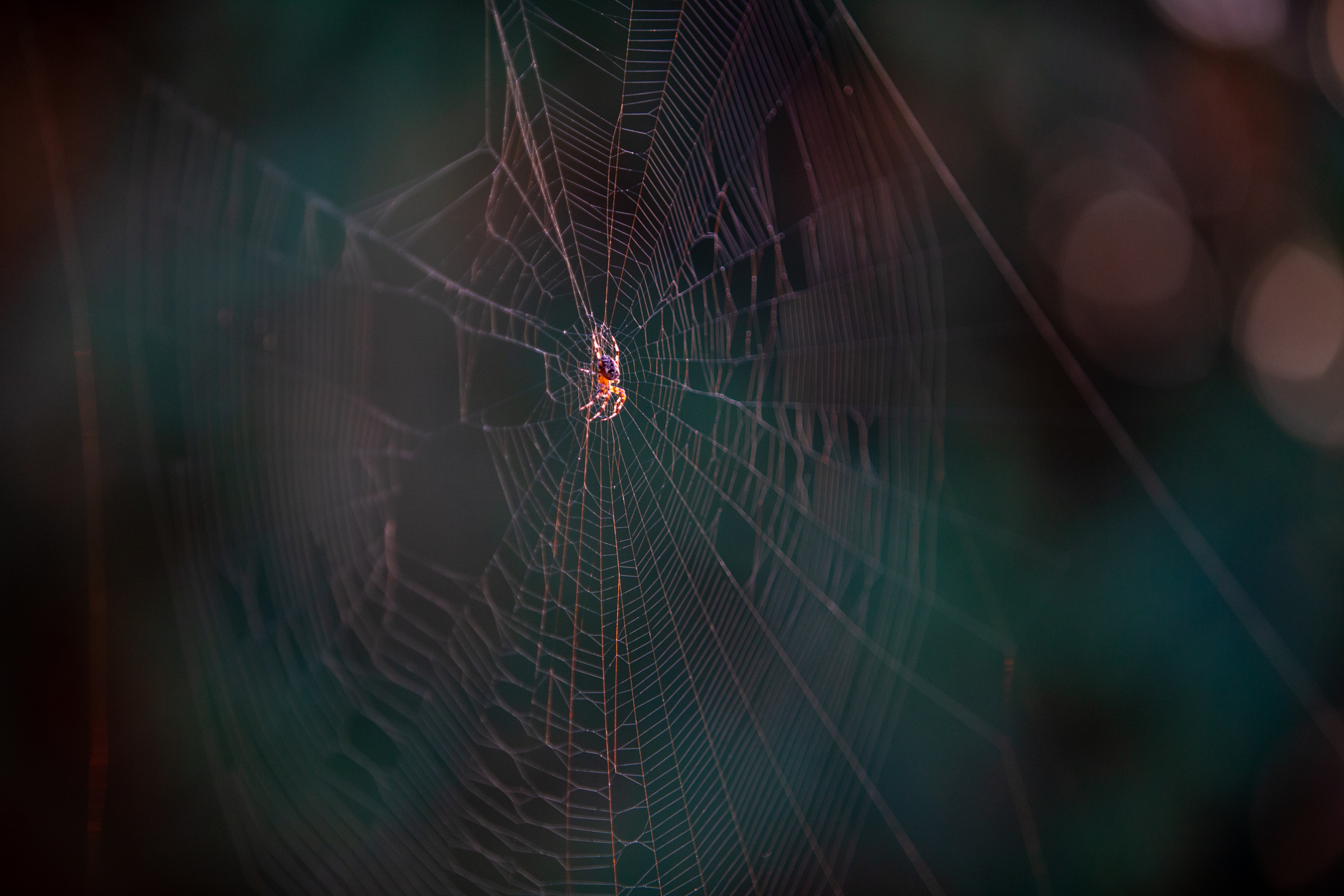 Spider Web