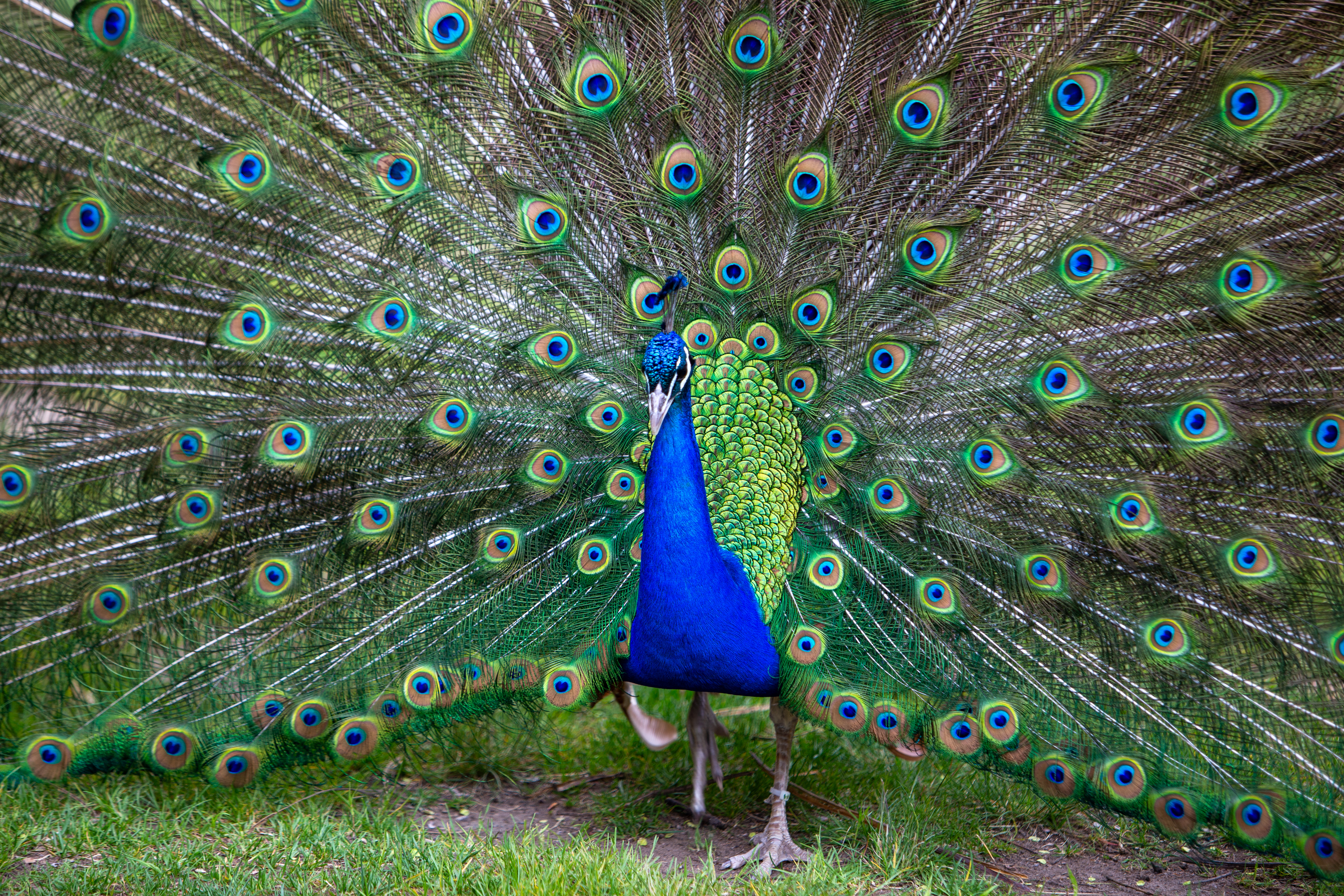Peacock