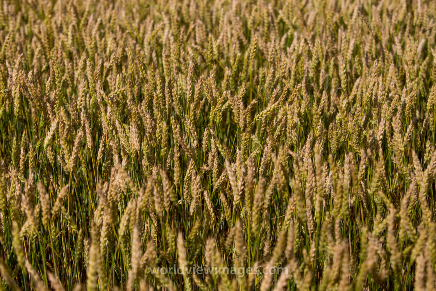 Ripe Wheat