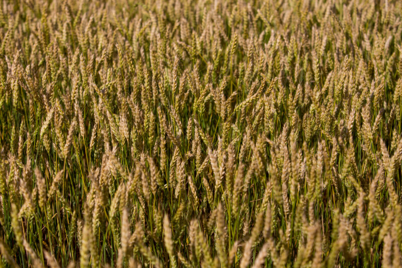 Ripe Wheat — Agriculture, Field, Lowland, Nature, Sepia Tones