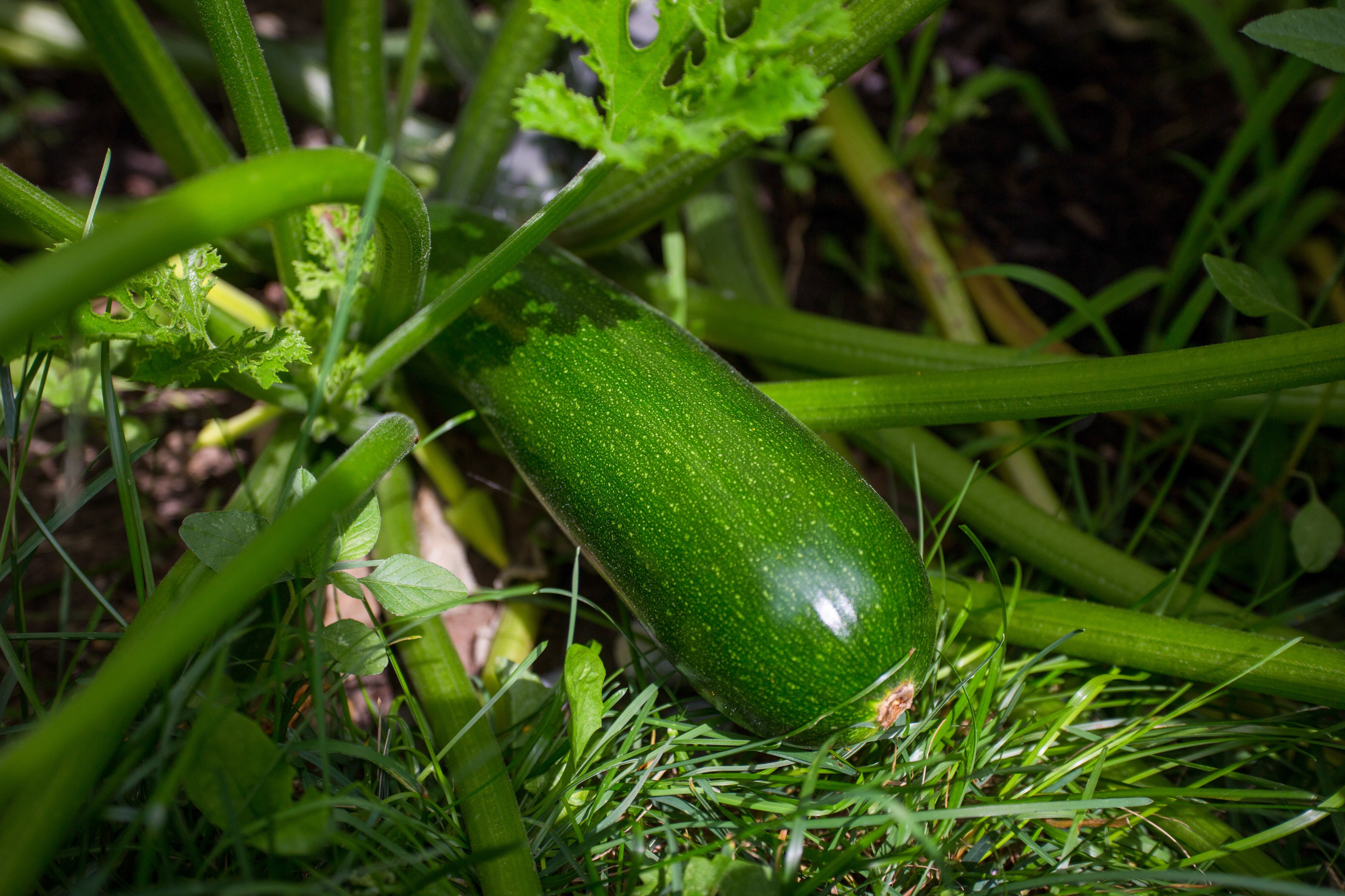 Zucchini