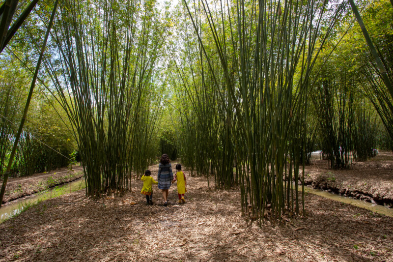 Bamboo Farm in Vietnam — Nature, Person, Plant, Tree, Wood