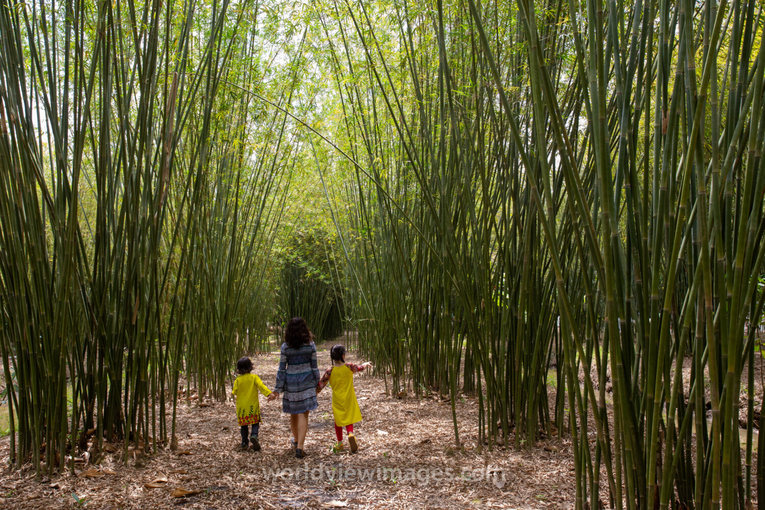 Bamboo Farm in Vietnam