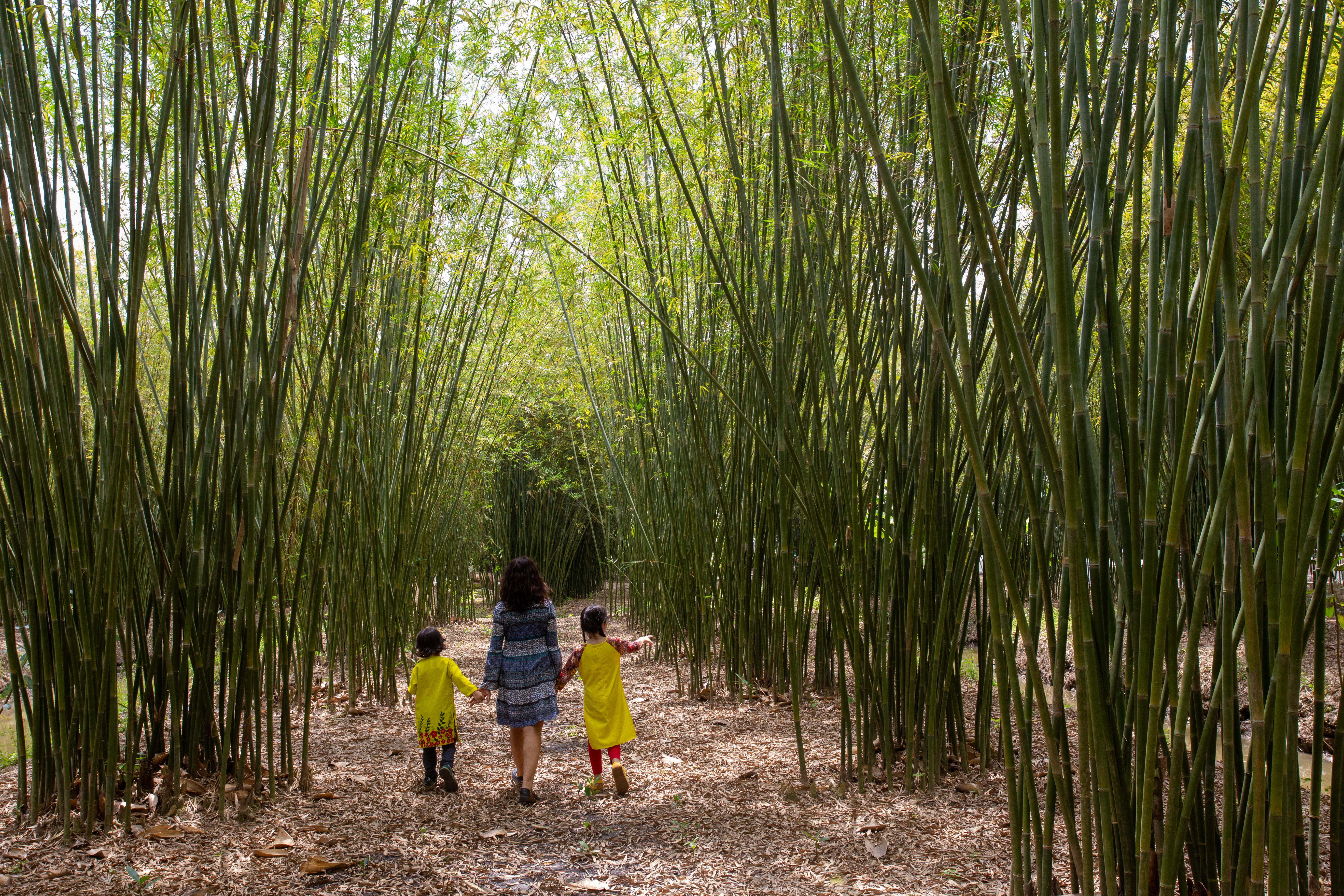 Bamboo Farm in Vietnam