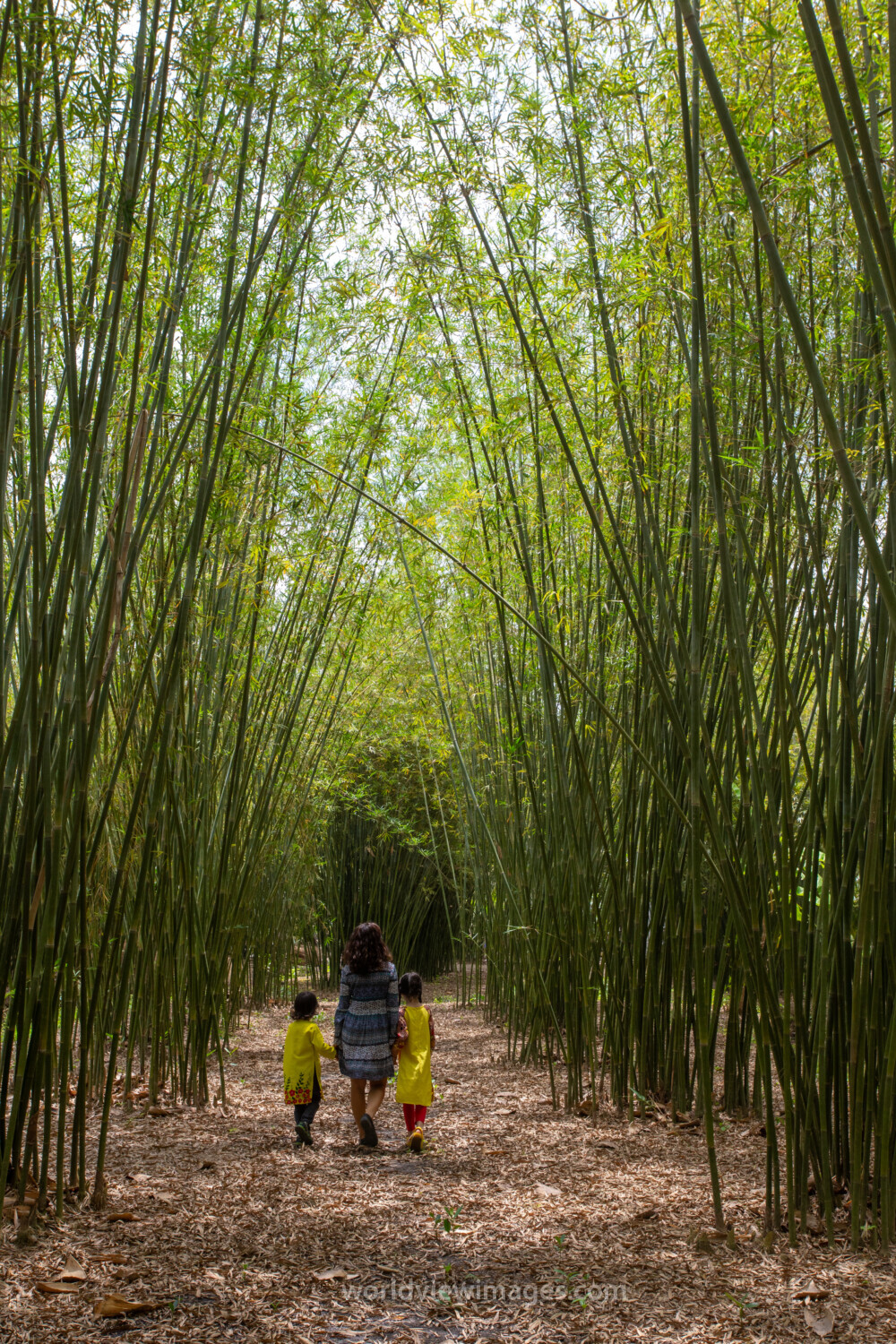 Bamboo Farm in Vietnam