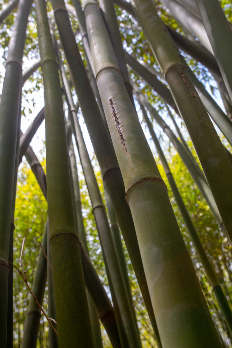 Bamboo Farm in Vietnam — Forest, Nature, Plant, Tree, Wood