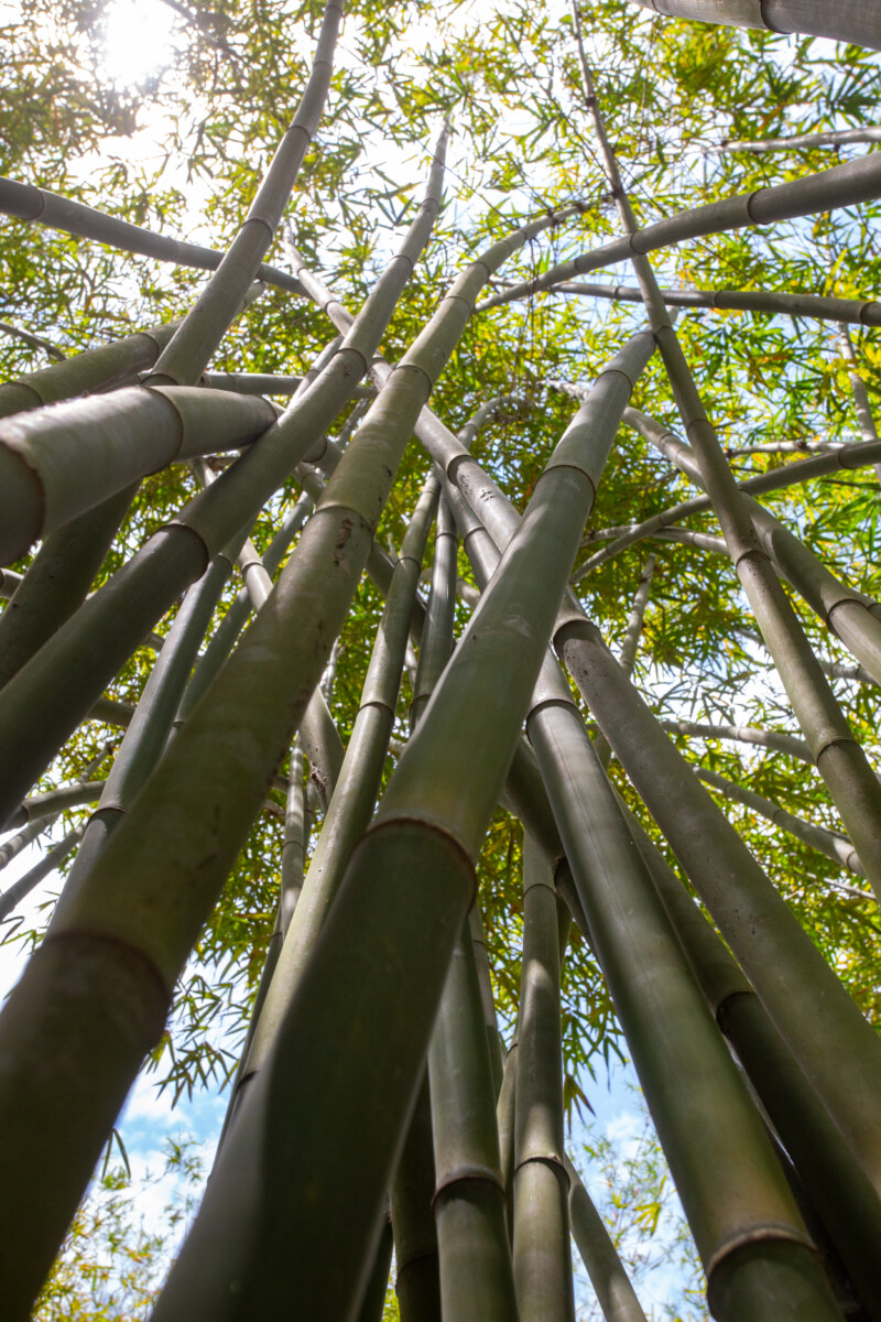 Bamboo Farm in Vietnam — Nature, Plant, Tree, Wood