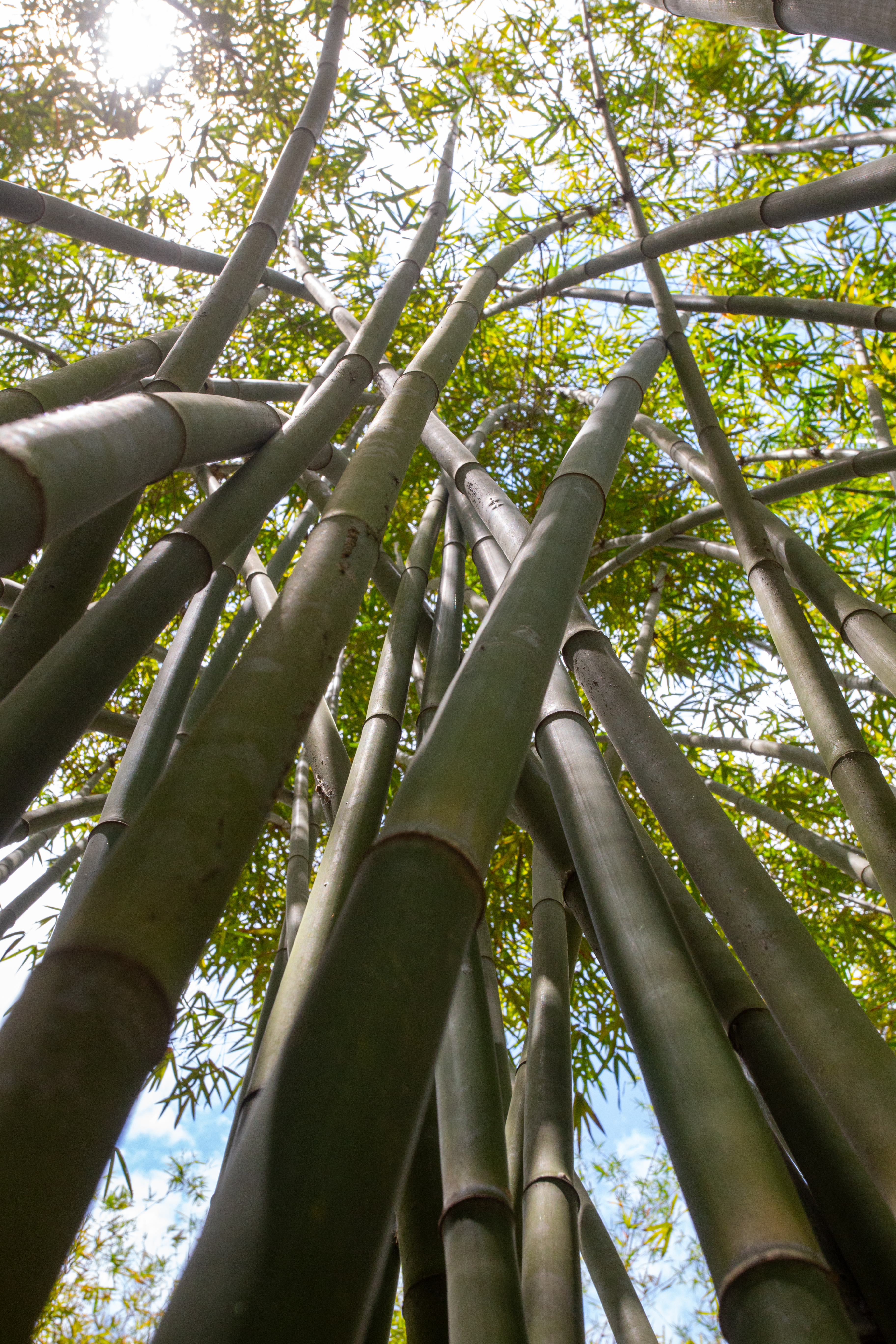 Bamboo Farm in Vietnam