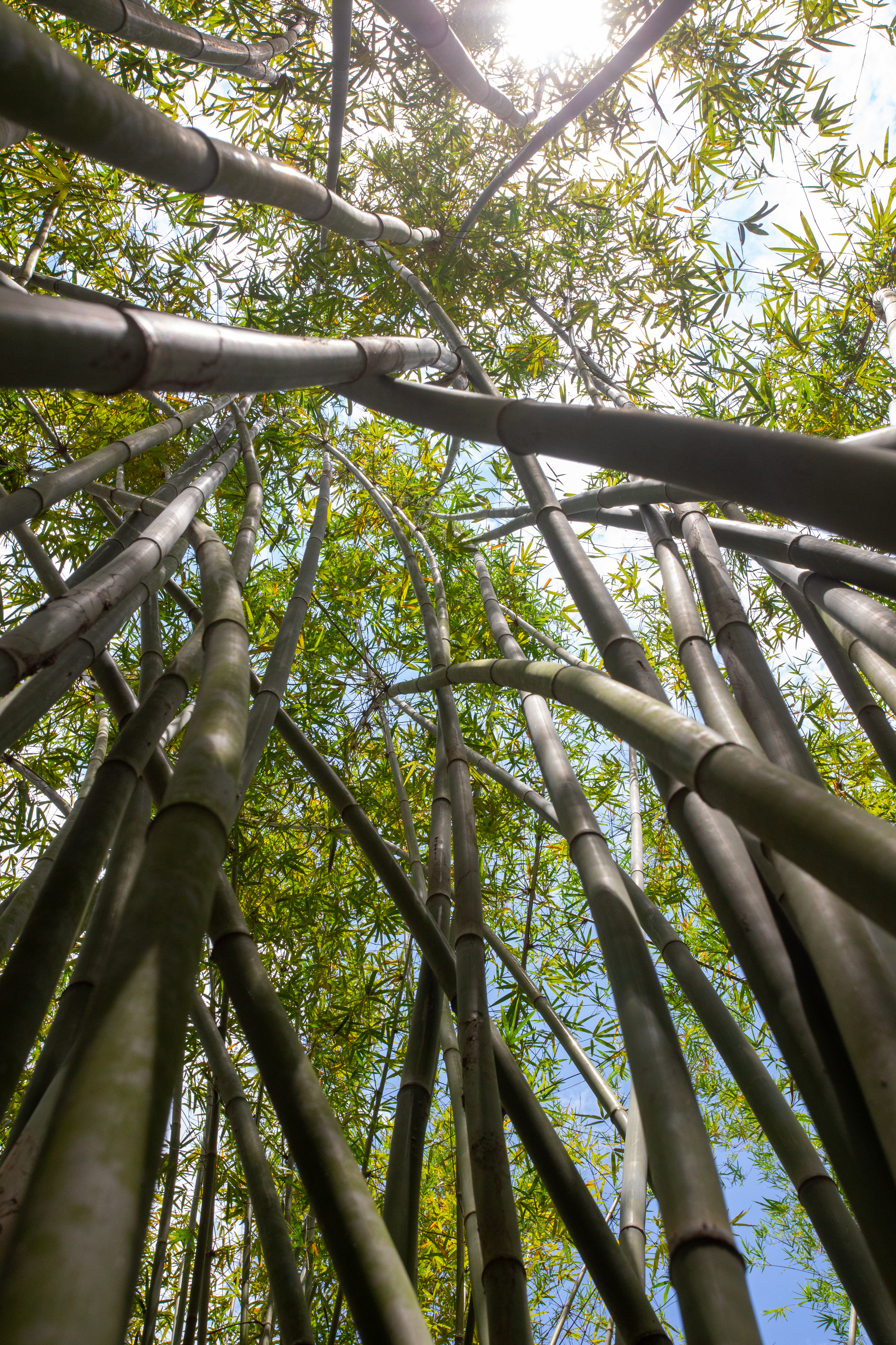 Bamboo Farm in Vietnam