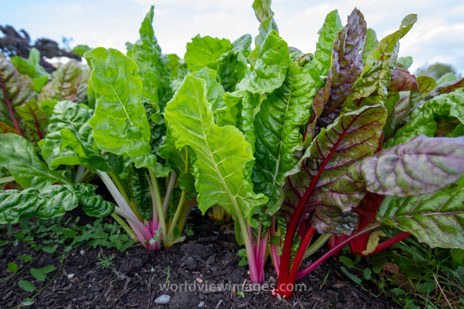 Swiss Chard