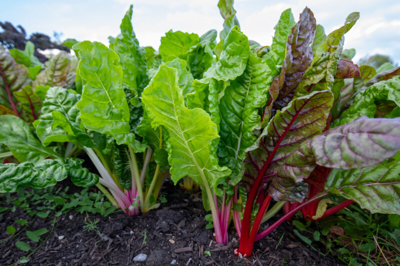 Swiss Chard — Cabbage, Food, Vegetable