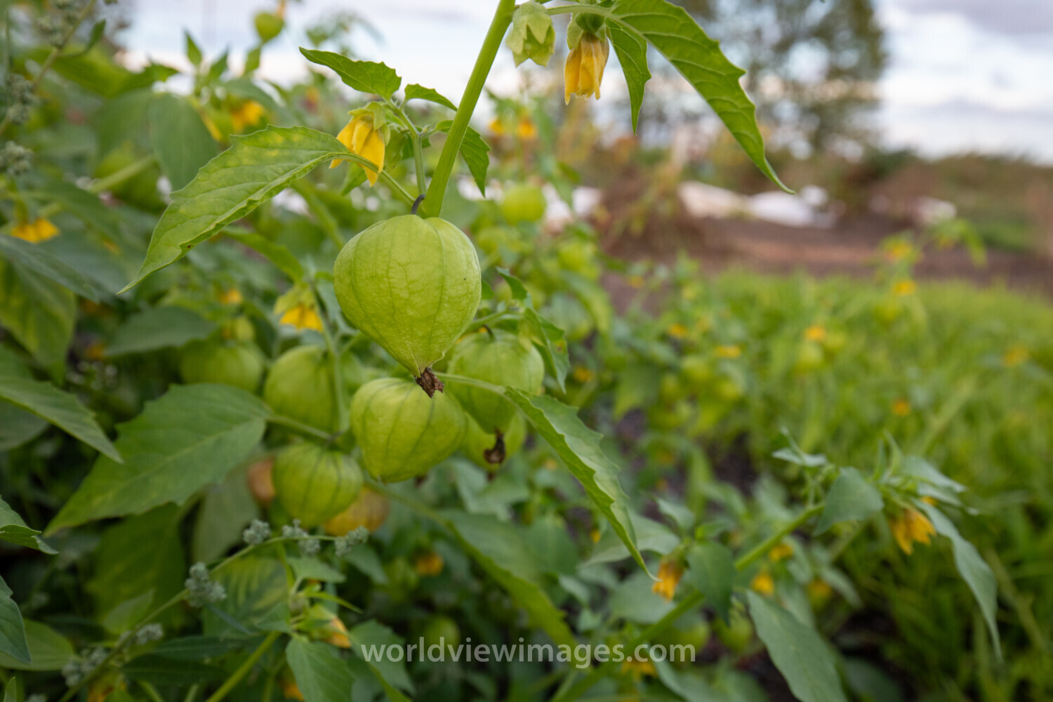 Tomatillo Plant