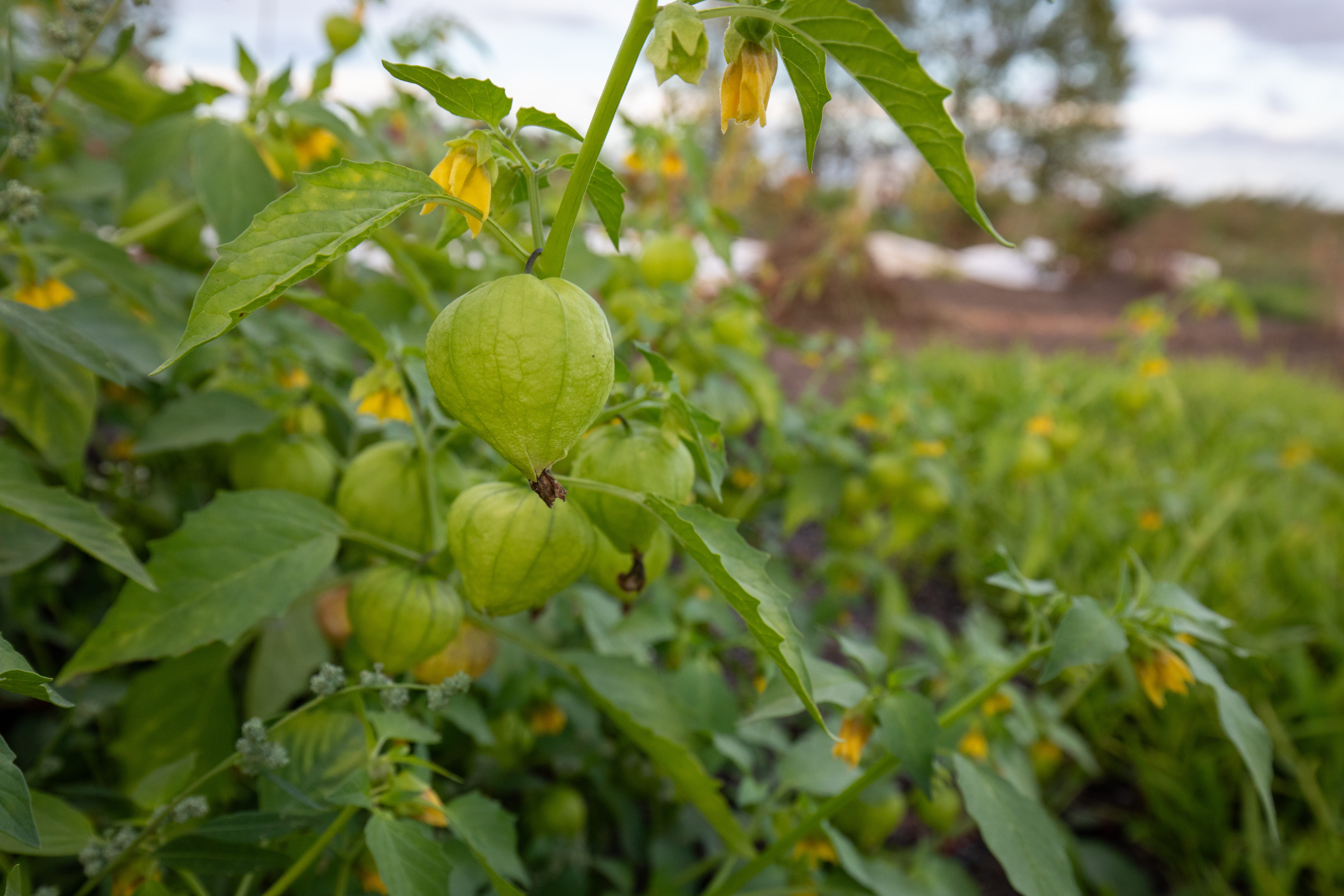 Tomatillo Plant