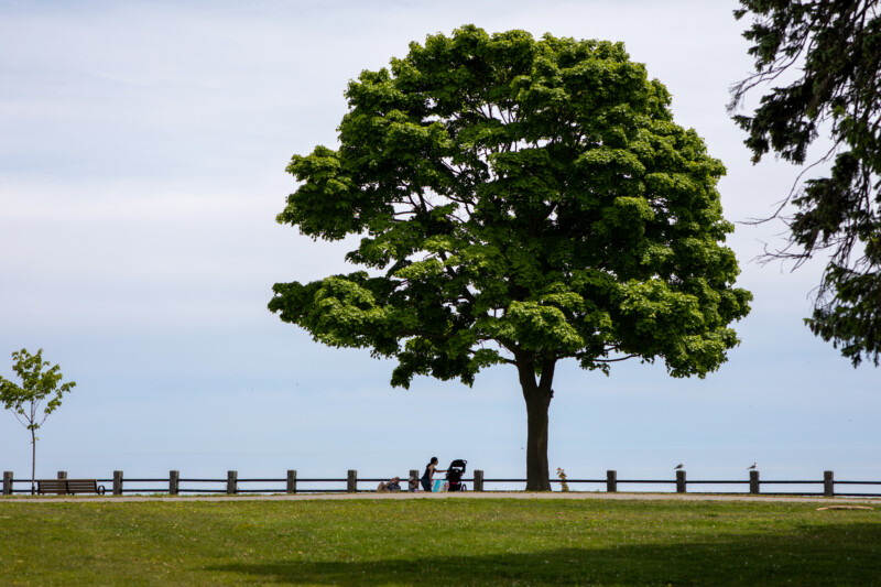 Tree in the Park — Nature, Plant, Tree, Wood