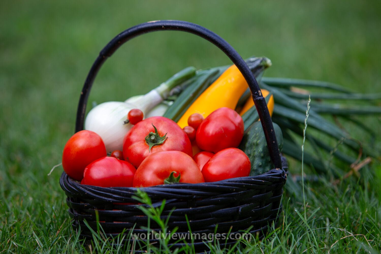 Vegetable Basket