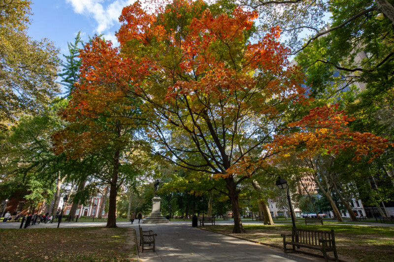 Independence National Historical Park — Autumn, Nature, Plant, Tree, Wood