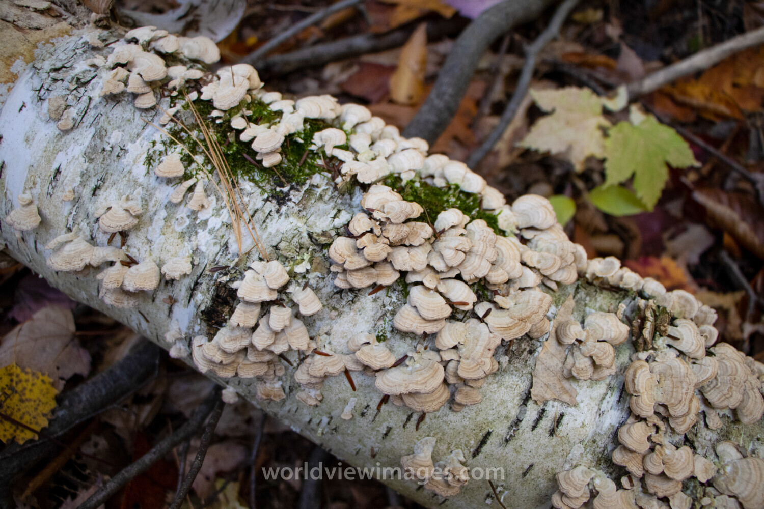 Mushrooms on a Log
