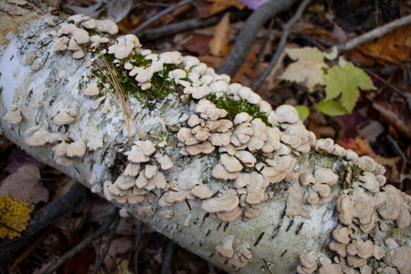 Mushrooms on a Log — Mushroom, Nature