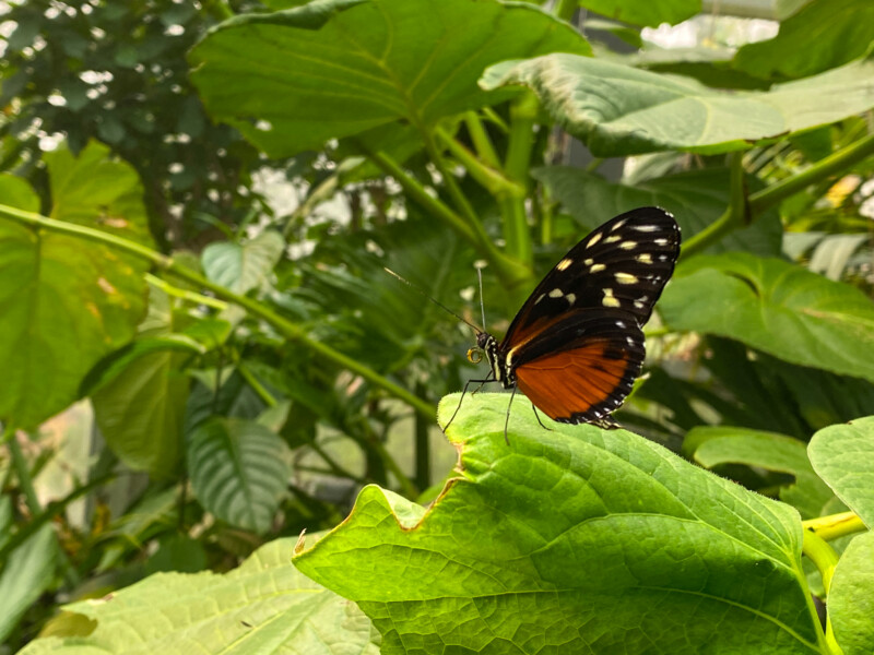 Butterfly — Animal, Butterfly, Insect